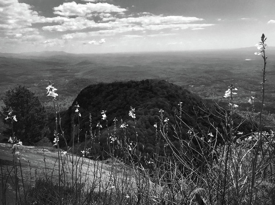 Flowers at Table Rock Overlook in Black and White FOUR Photograph by Kelly Hazel