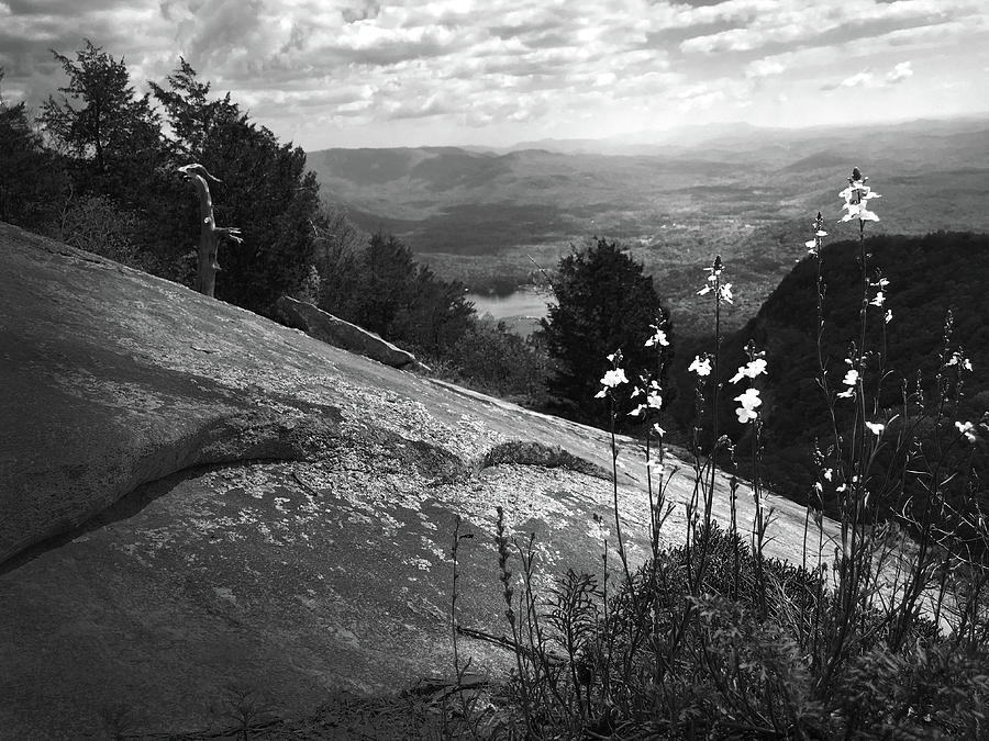 Flowers at Table Rock Overlook in Black and White THREE Photograph by Kelly Hazel