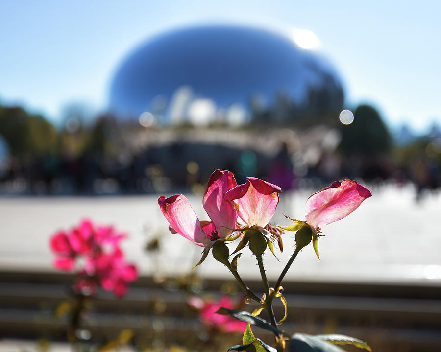 Flowers at the Bean Photograph by Lauri Novak