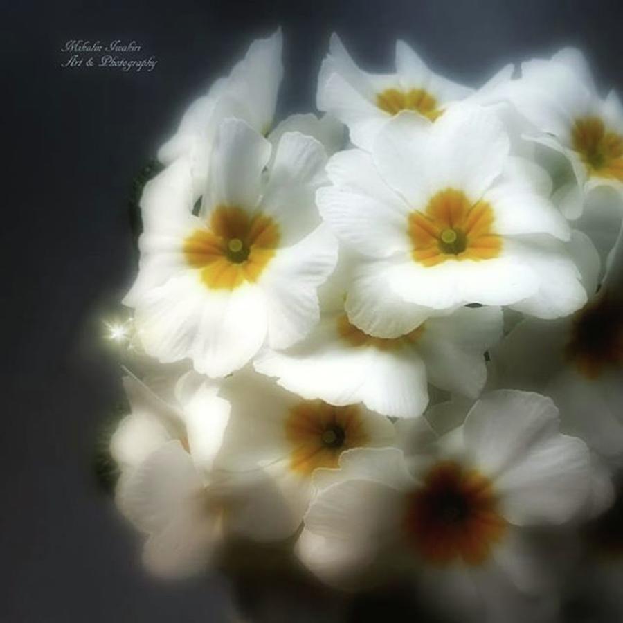 Floral Photograph - Flowers #beauty #bokeh by Mika Iwakiri 