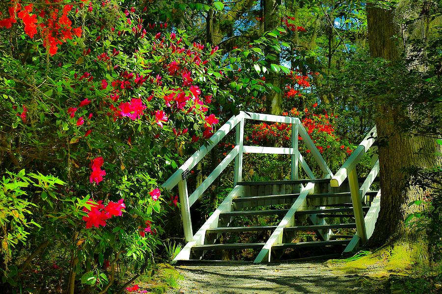 Flowers Bloom Alongside Magnolia Plantation Bridge - Charleston SC Photograph by Donnie Whitaker