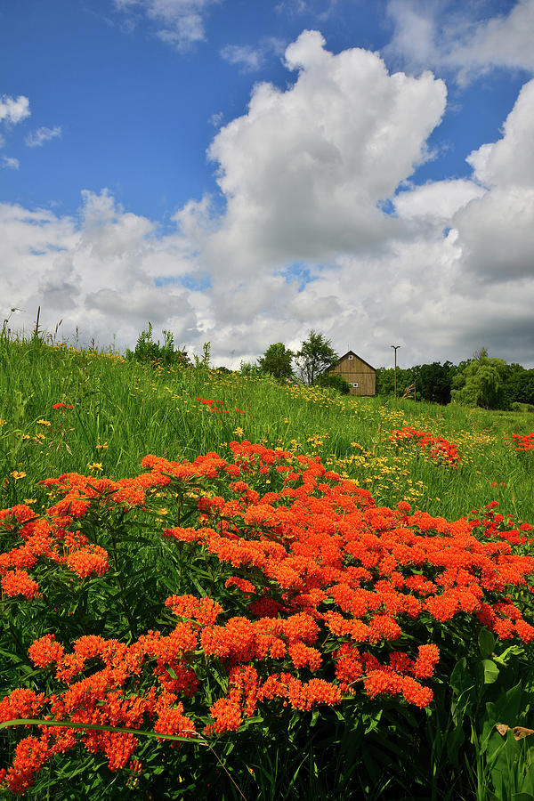 Flowers Bloom Near Wheeler Barn in Glacial Park Photograph by Ray Mathis
