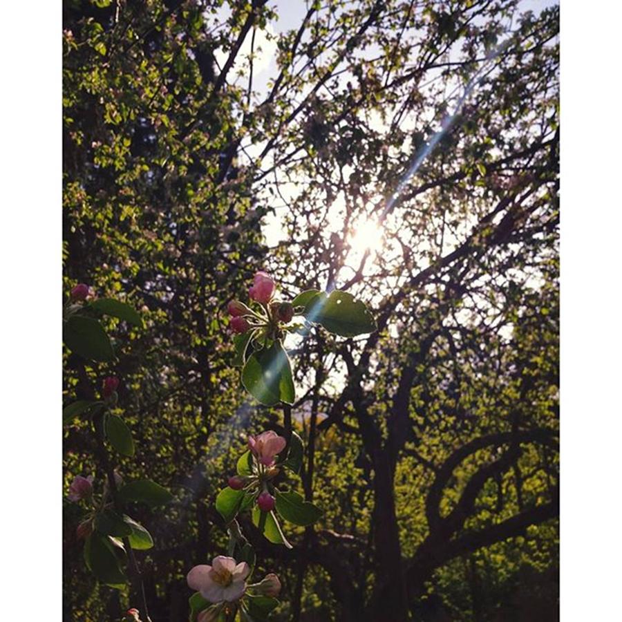 Flower Photograph - #flowers #branches #cherryblossom #tree by Gjorgji Mladenovski