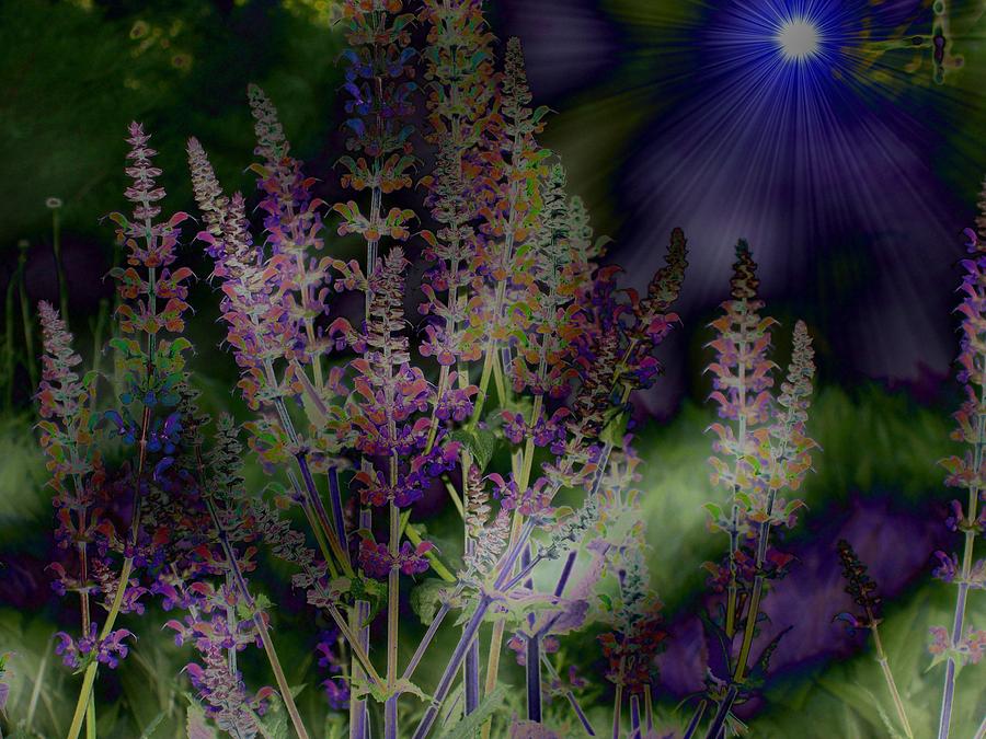 Abstract Photograph - Flowers By Moonlight by Barbara S Nickerson