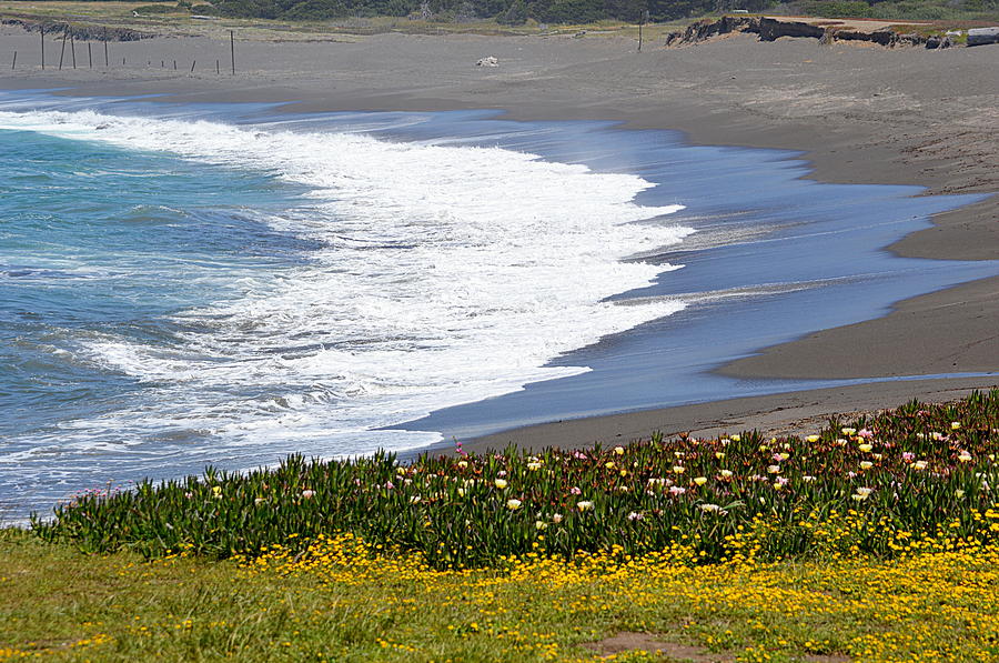 Flowers by the Sea Photograph by AJ Schibig