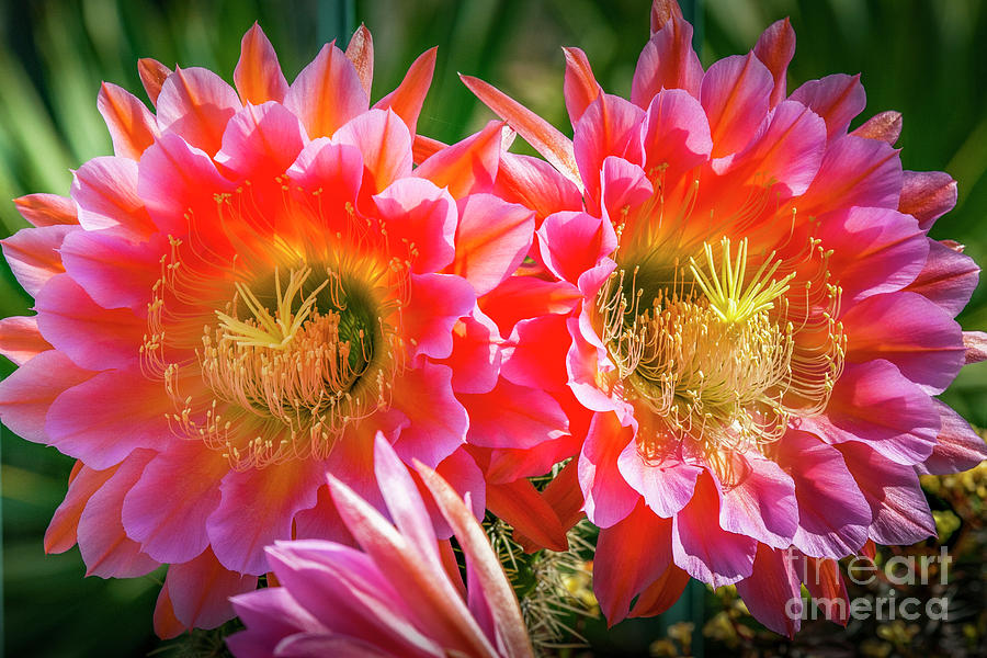 Flowers Closeup Clustered Symmetrical Photograph by David Zanzinger