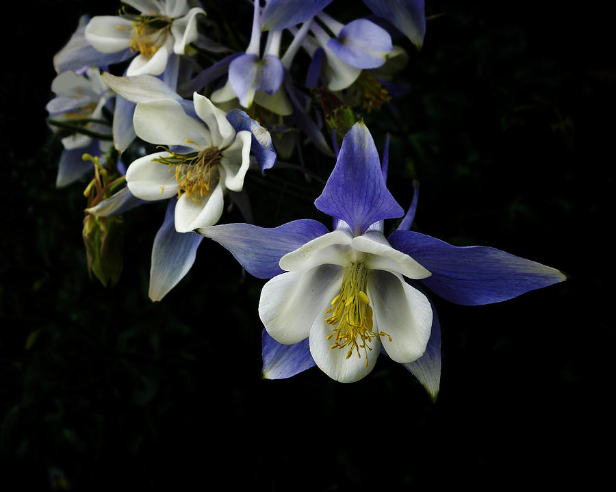 flowers- Columbine  - photography Photograph by Ann Powell