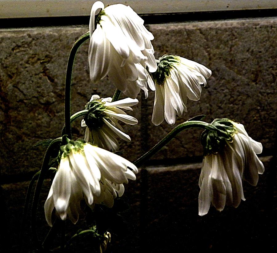 Flowers Death Photograph