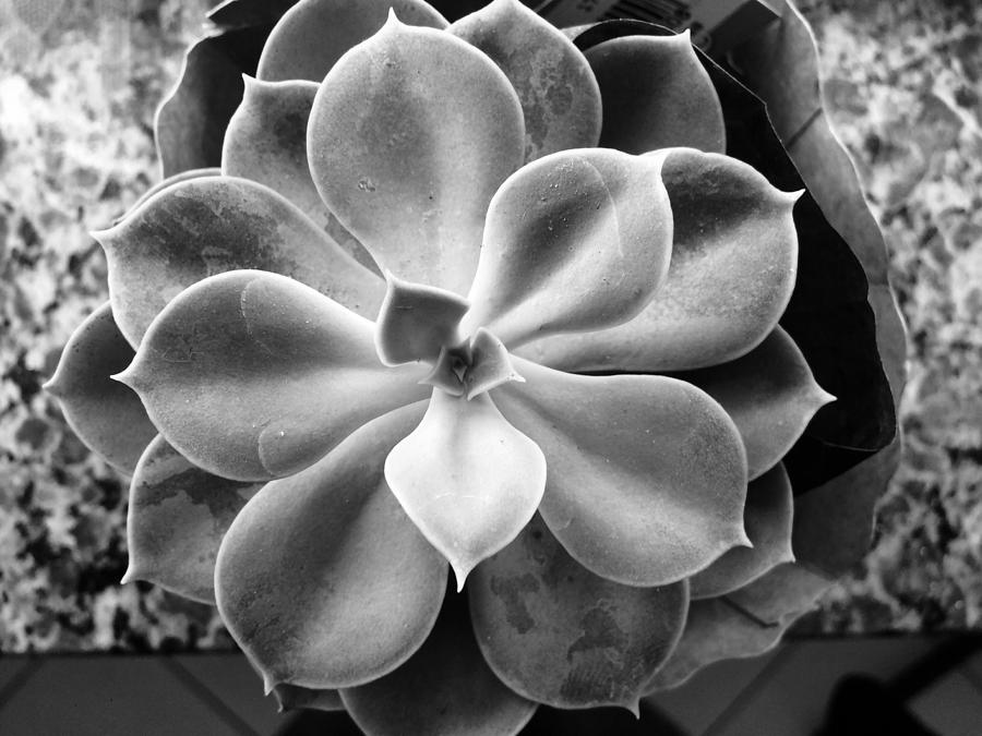 Black And White Photograph - Flowers everywhere by Thamires Oliveira