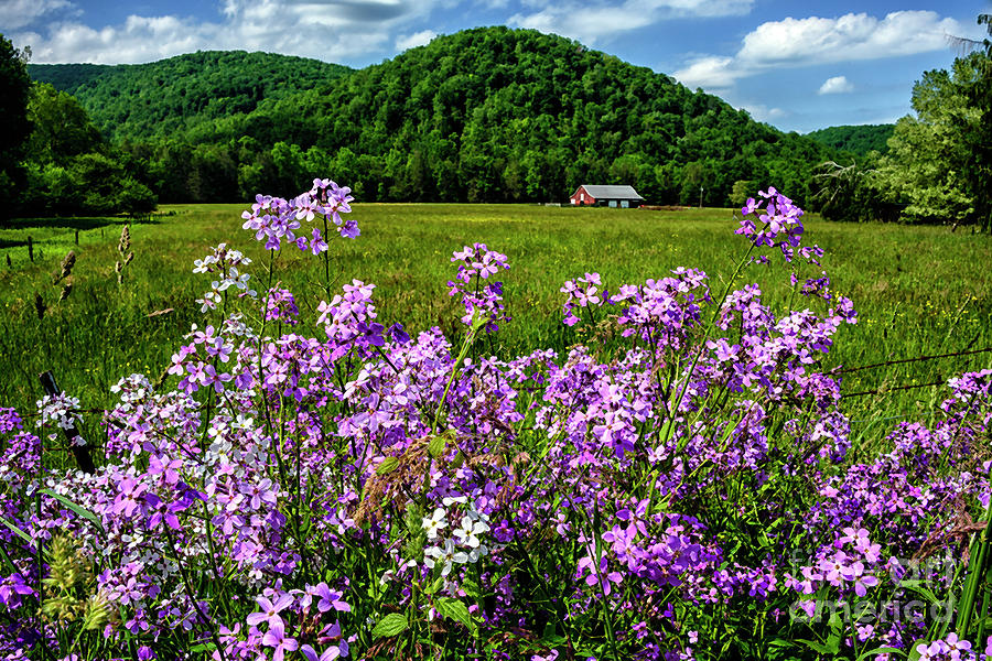 Flowers Field and Barn Photograph by Thomas R Fletcher