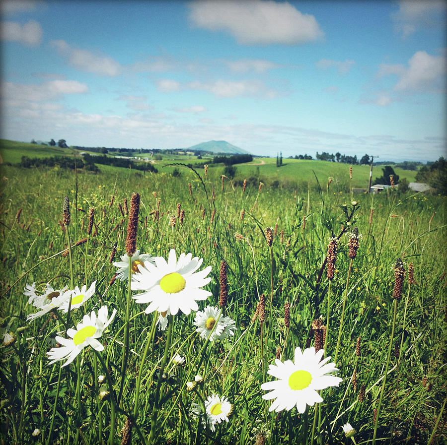 Flowers field Photograph by Les Cunliffe