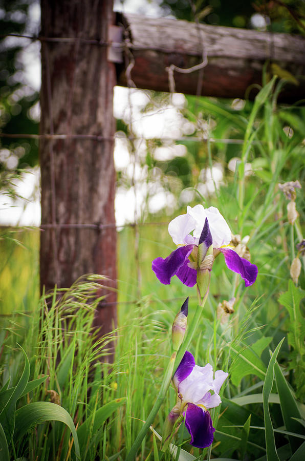 Flowers, Fields and Fence Posts Photograph by Debbie Karnes