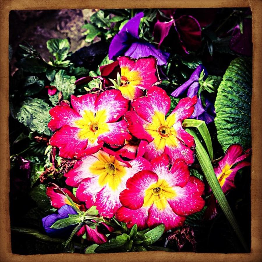 Flower Photograph - #flowers #floral #display #shrewsbury by Sam Stratton