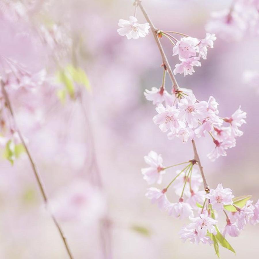 Nature Photograph - #flowers #floral #nature #splendid_lite by Toshinori Inomoto