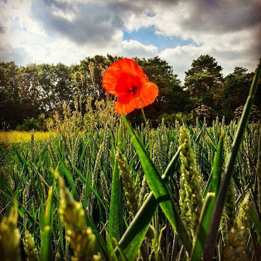 Summer Photograph - #flowers #flower #poppy #petal #rural by Vicki Field
