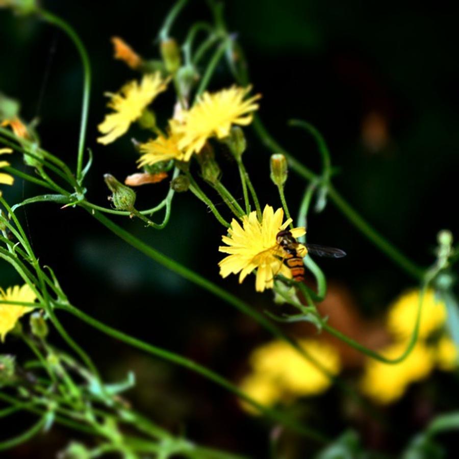 Summer Photograph - #flowers #flower #tagsforlikes #petal by Jason Roust
