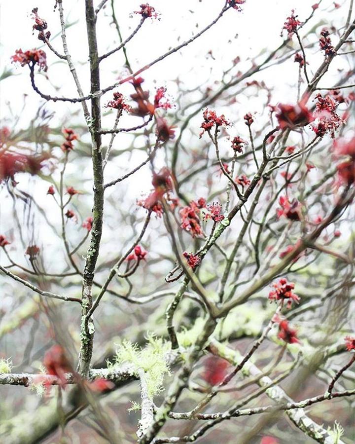 Flower Photograph - #flowers #flowerstagram #lichen by Kazan Durante