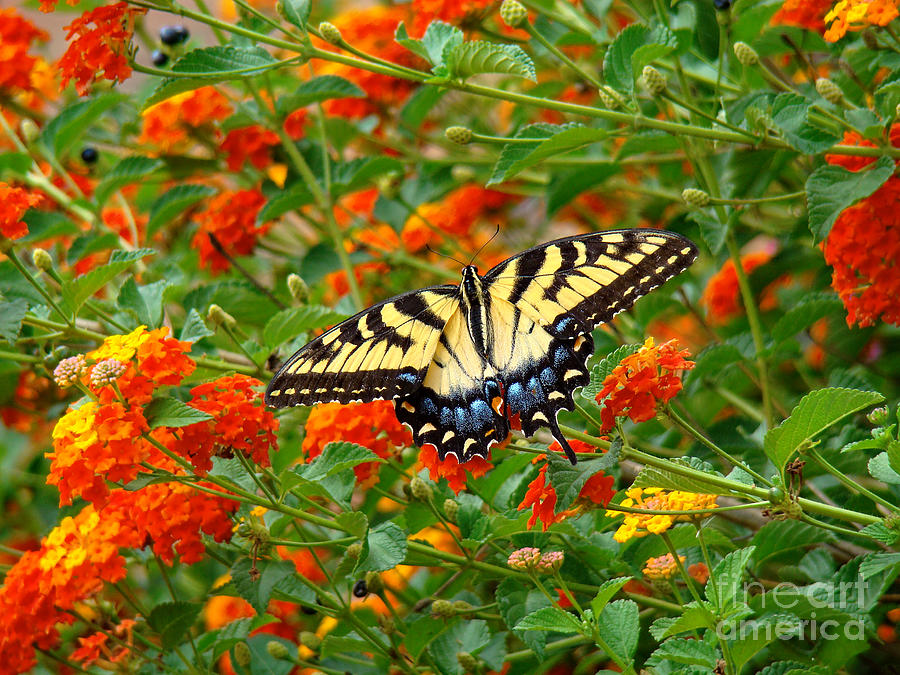 Butterfly Photograph - Flowers for Butterflies by Sue Melvin