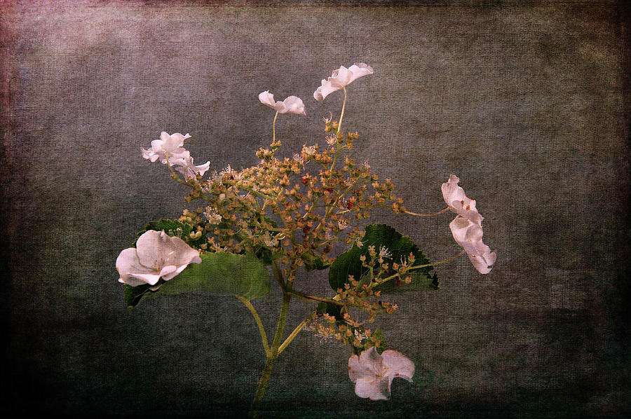 Flowers for the Mind Photograph by Randi Grace Nilsberg