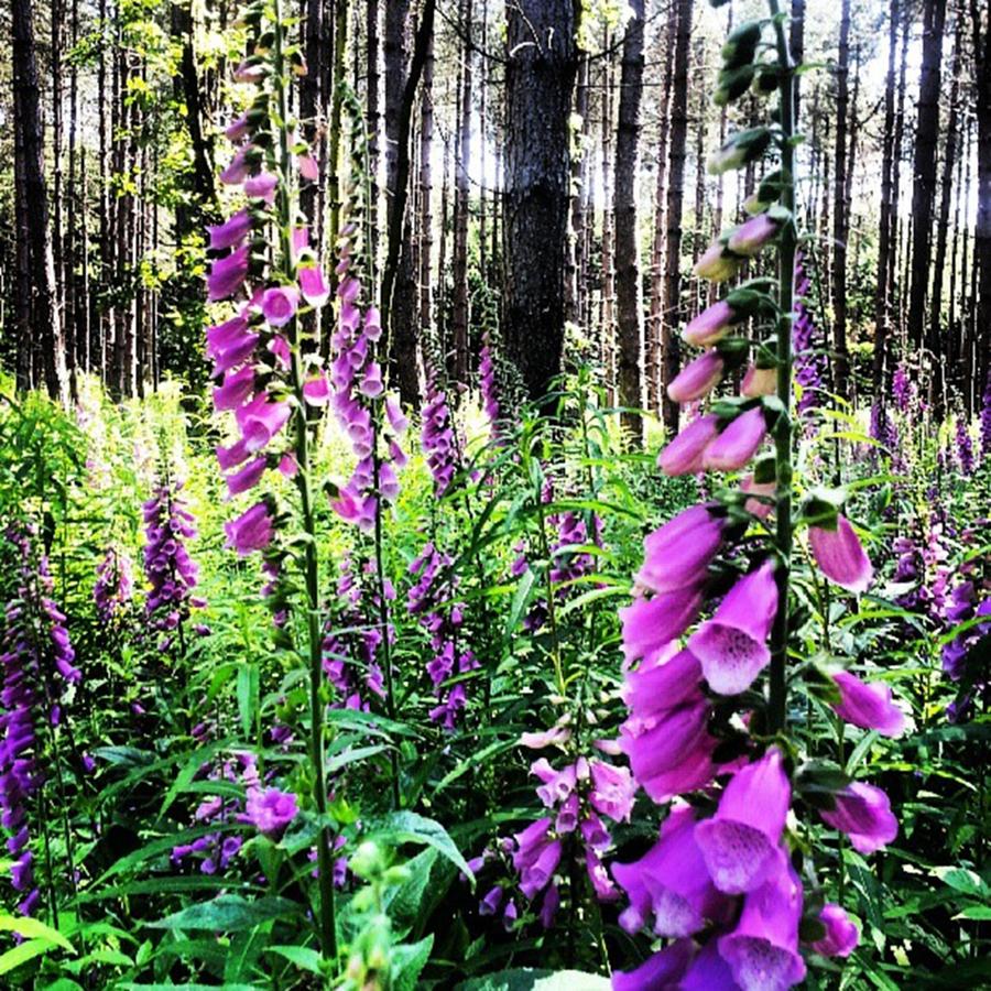 Summer Photograph - #flowers #foxgloves #forest #trees by Rebecca Bromwich