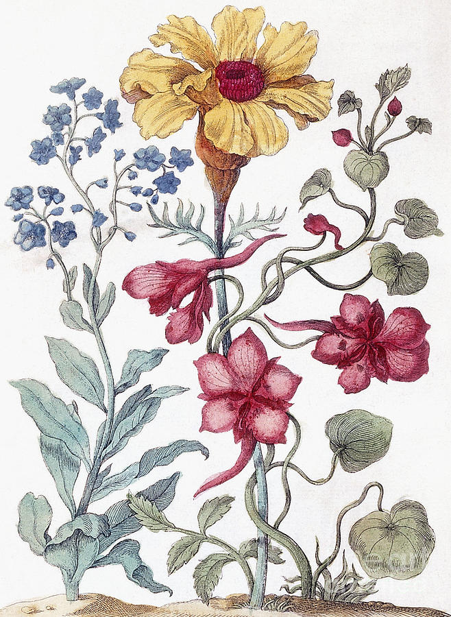 Flowers from From Histoire des Insectes de lEurope Painting by Maria Sibylla Graff Merian