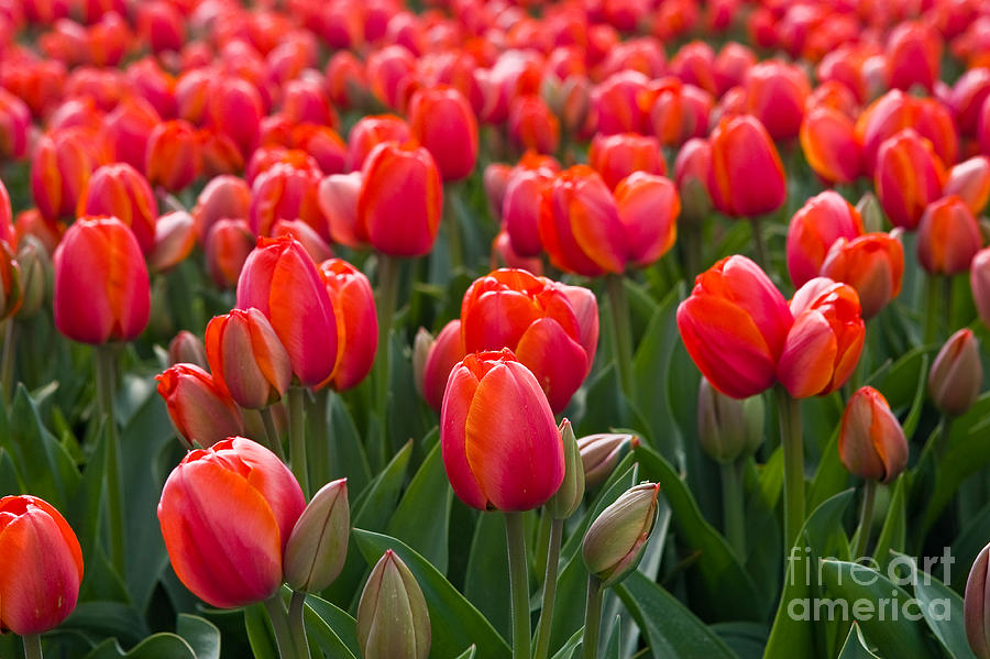 Flowers from Holland Photograph by Henk Meijer Photography