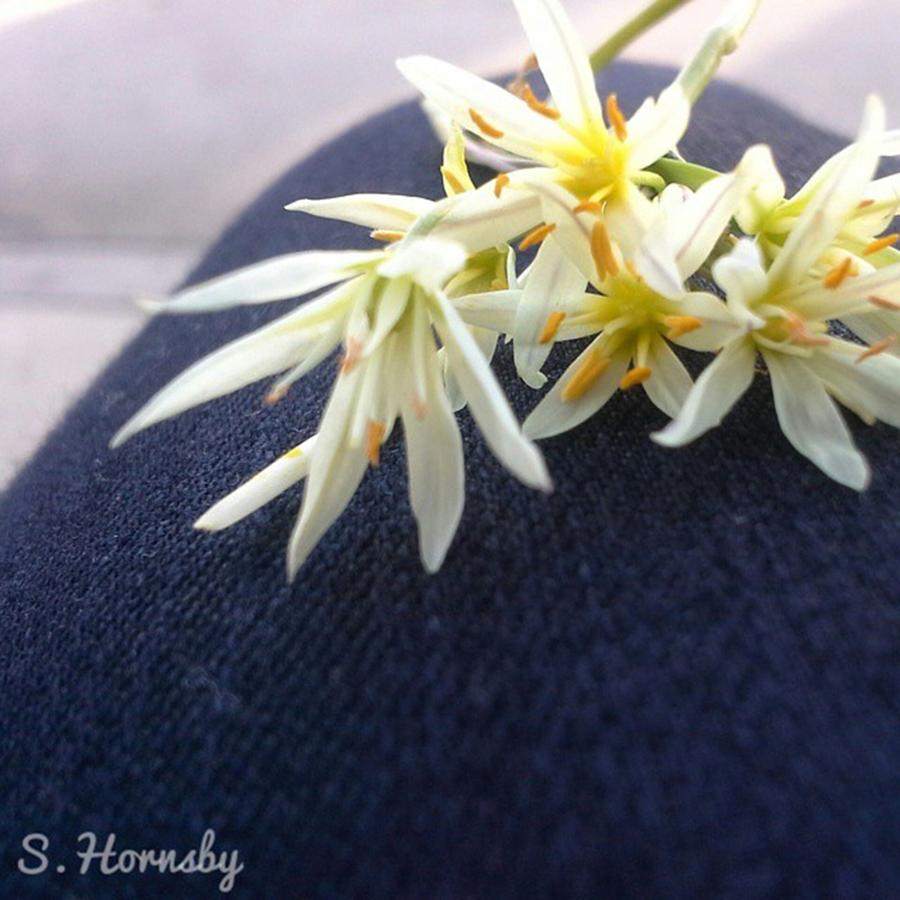 Spring Photograph - Flowers From My Guy. ♡♡♡ #flowers by Samantha Hornsby