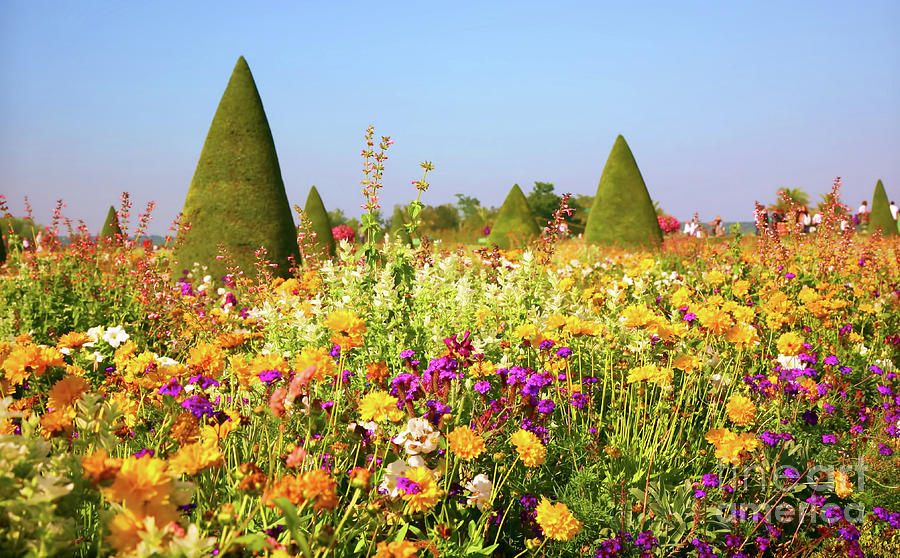 Flowers Garden Versailles  Photograph by Chuck Kuhn