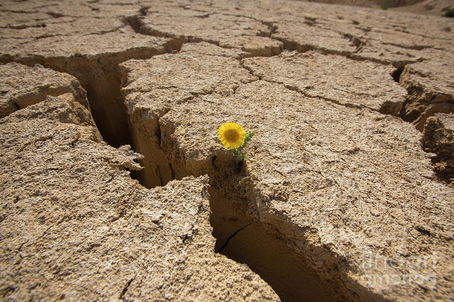 Flowers grows out of dry cracked mud  Photograph by Fabian Koldorff