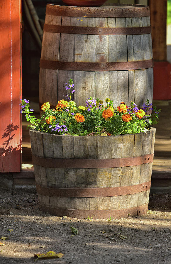Flowers in a Barrel 1 Photograph by Linda Brody