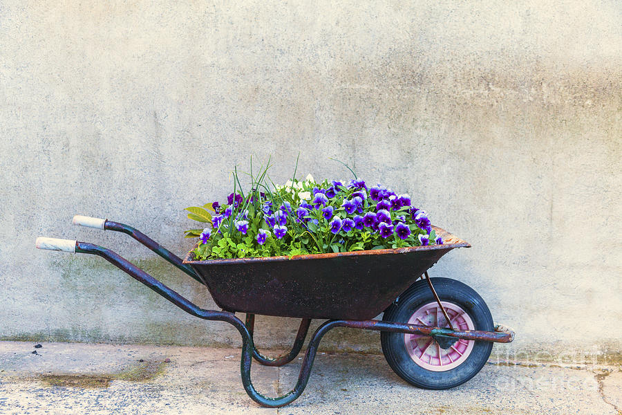 Flowers in a wheelbarrow Photograph by Jim Orr