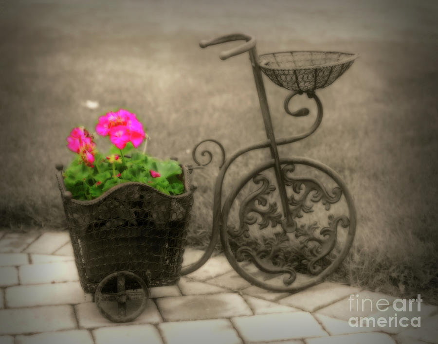 Flowers In Bicycle Photograph by Smilin Eyes Treasures