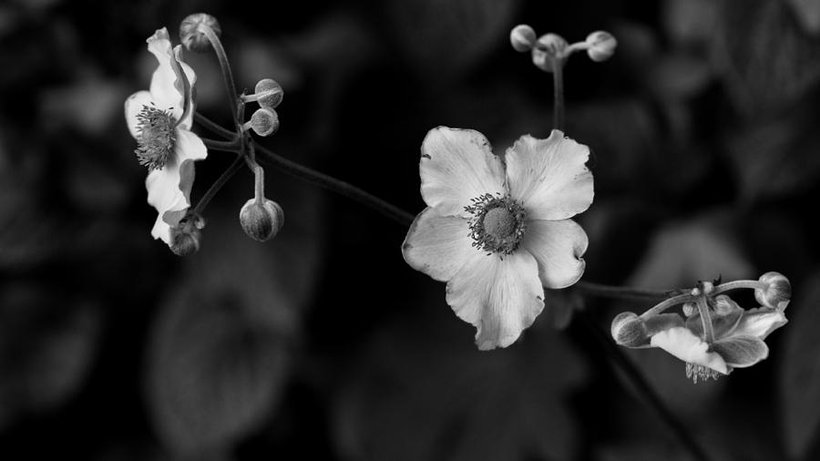 Black And White Photograph - Flowers in Black and White by Edward Myers