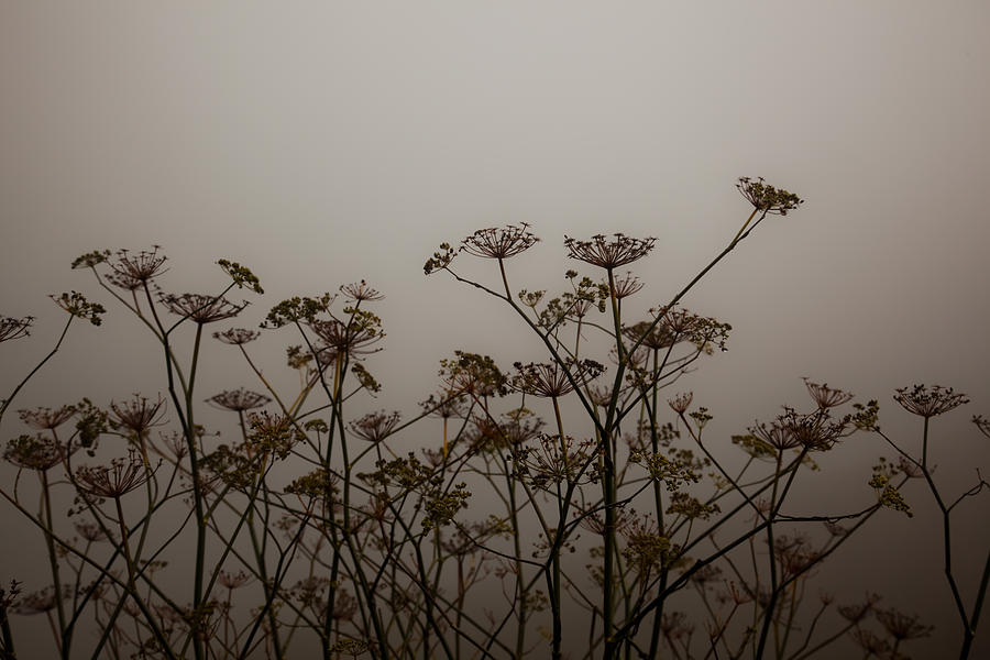 Flowers in California Fog Photograph by Patrick  Flynn