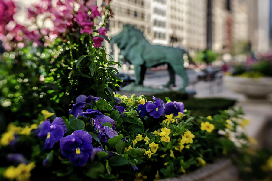 Flowers in Chicago  Photograph by Sven Brogren