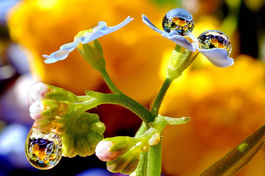 Flowers in drops Photograph by Yuri Hope - Fine Art America