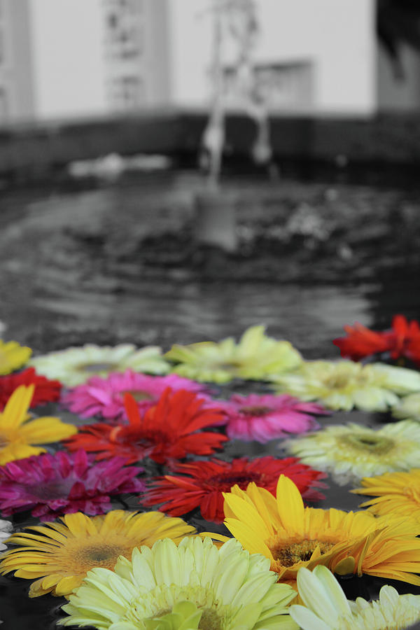 Flowers in Fountain Photograph by Samantha Delory