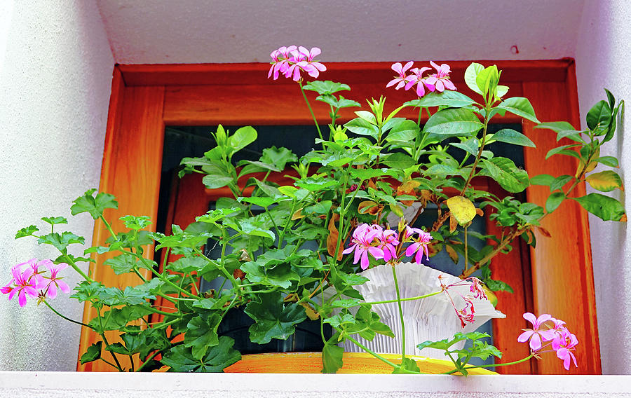 Flowers In Front of A Window On The Island Of Burano, Italy Photograph by Rick Rosenshein