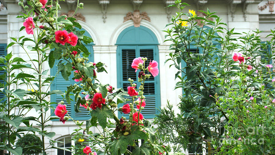 Flowers in front of the window Photograph by Eva-Maria Di Bella