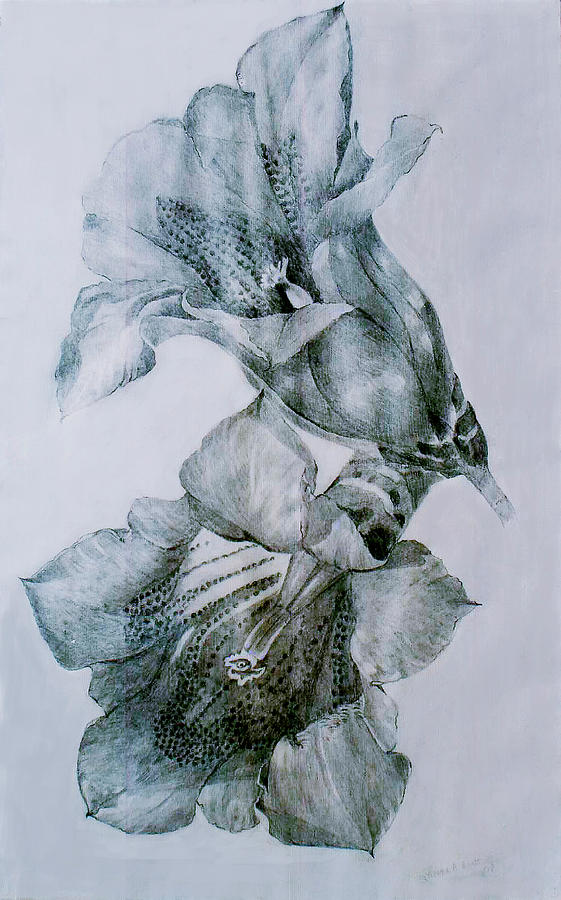 Flowers in gray Drawing by Meena Bhatt