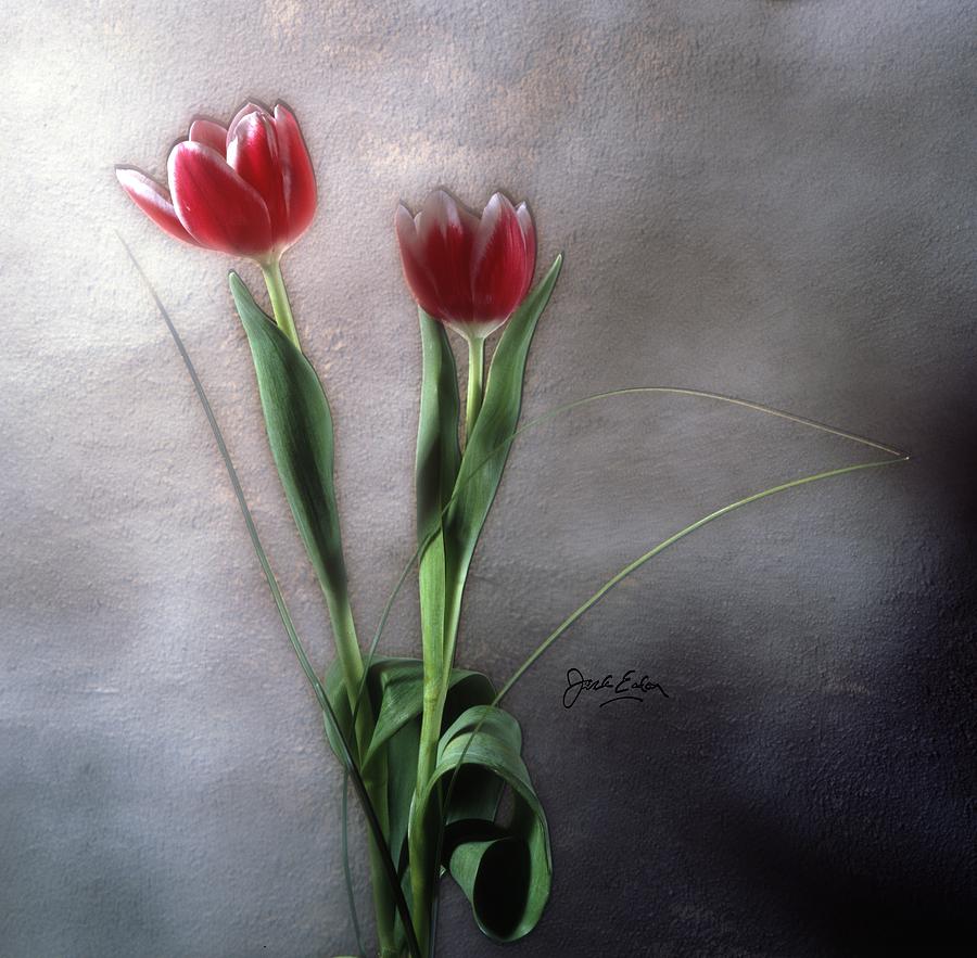 Power Photograph - Flowers in Light by Jack Eadon Power Photograph - Flowers in Light by Jack Eadon