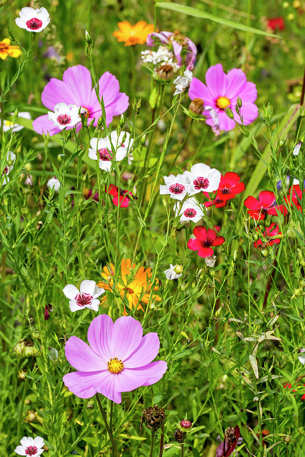 Flowers in meadow Photograph by Arterra Picture Library