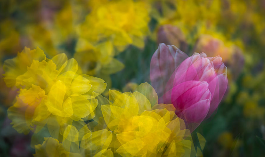 Flowers in Motion Photograph by Joye Ardyn Durham