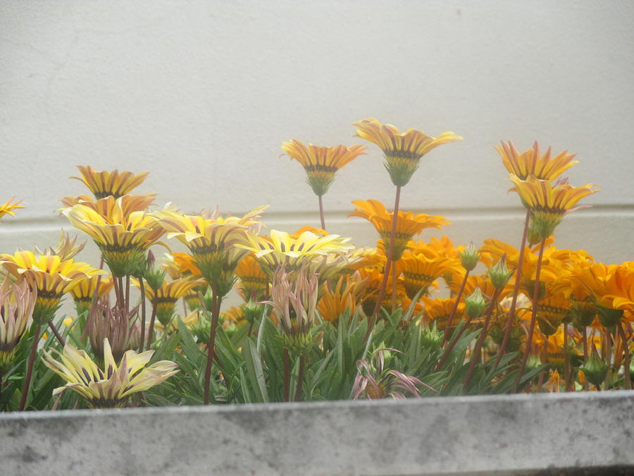 Flower Photograph - Flowers in my neighborhood by Anamarija Marinovic
