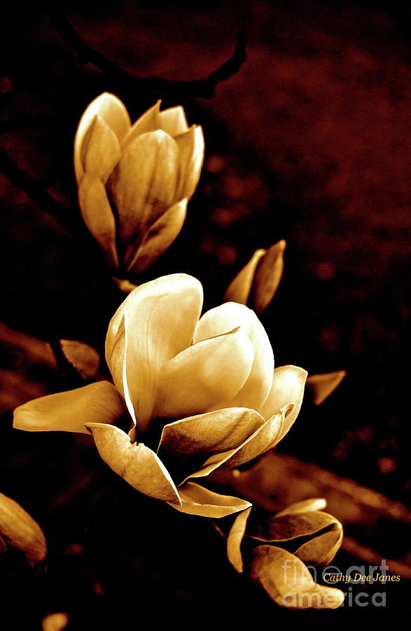 Flowers in Sepia  Photograph by Cathy Dee Janes