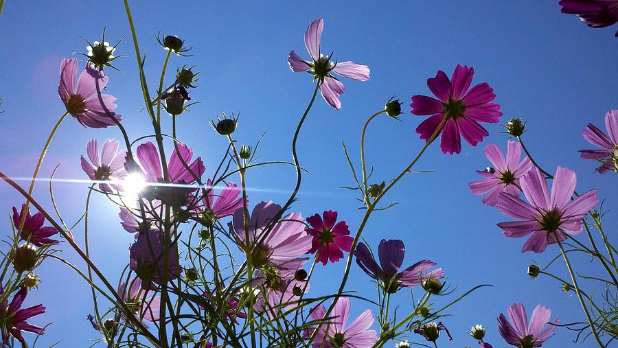 Flowers in Sunlight by Rick Macomber Flowers in Sunlight by Rick Macomber
