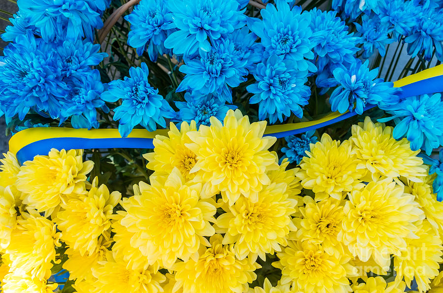 Flowers In The Colors Of Ukraine Flag. Blue And Yellow Stripes ...