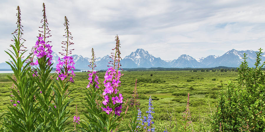 Flowers in the Foreground of the Grand Tetons Photograph by Lisa Lemmons-Powers
