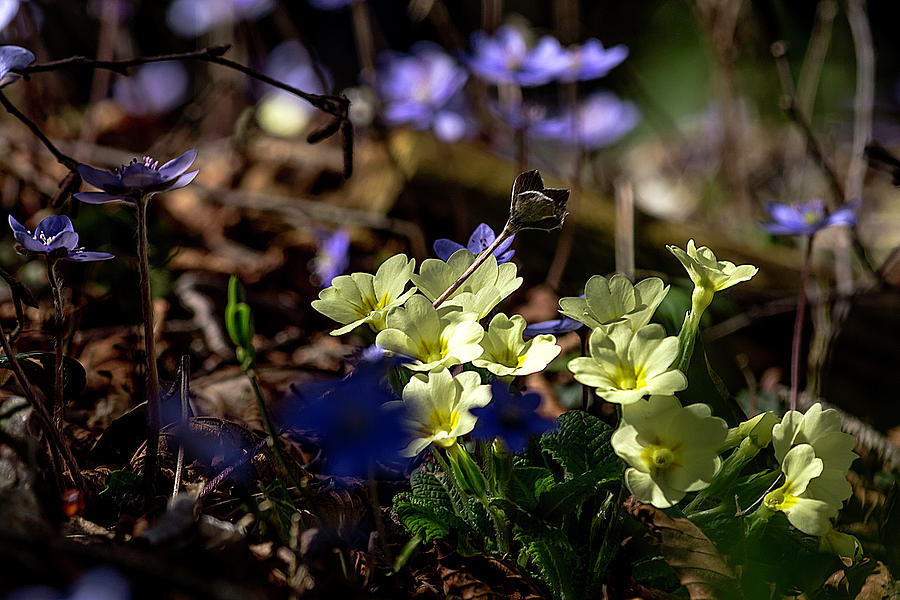 Flowers in the forrest Photograph by Wolfgang Stocker