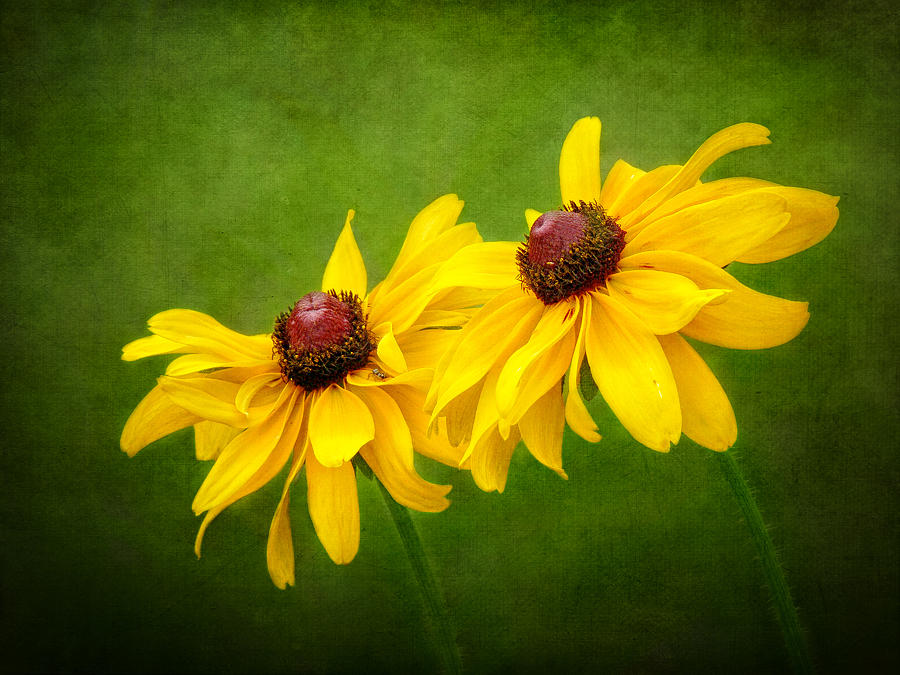 Flowers in the Meadow Photograph by Carolyn Derstine